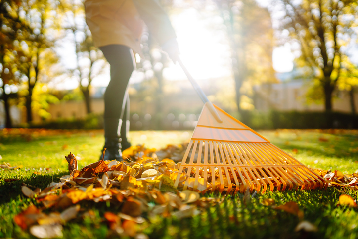 Leaves being raked